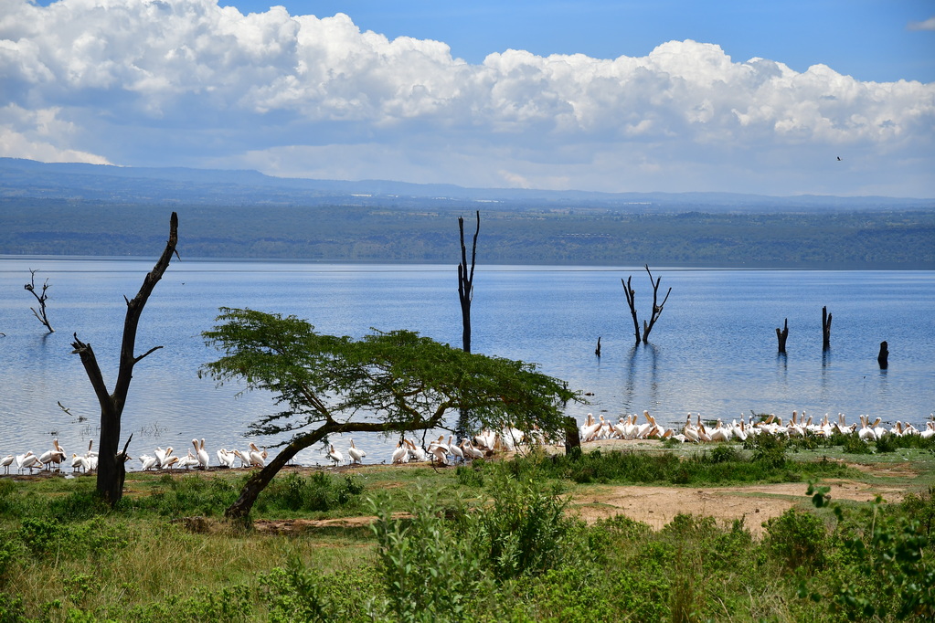 Lake Nakuru N.P.
